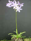 Agapanthus Peter Pan