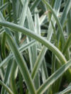 Agapanthus praecox variegata