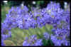 Agapanthus Profusion
