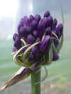 Agapanthus Purple Cloud