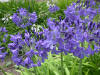 AGAPANTHUS ROYAL BLUE