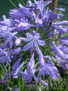 agapanthus Savile blue