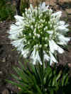 Agapanthus Snow Cloud