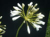 Agapanthus Snowdrop