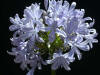 AGAPANTHUS STORM CLOUD