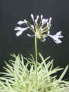 Agapanthus Tinkerbell