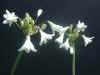 Agapanthus White Dwarf