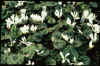 Cyclamen cilicium album