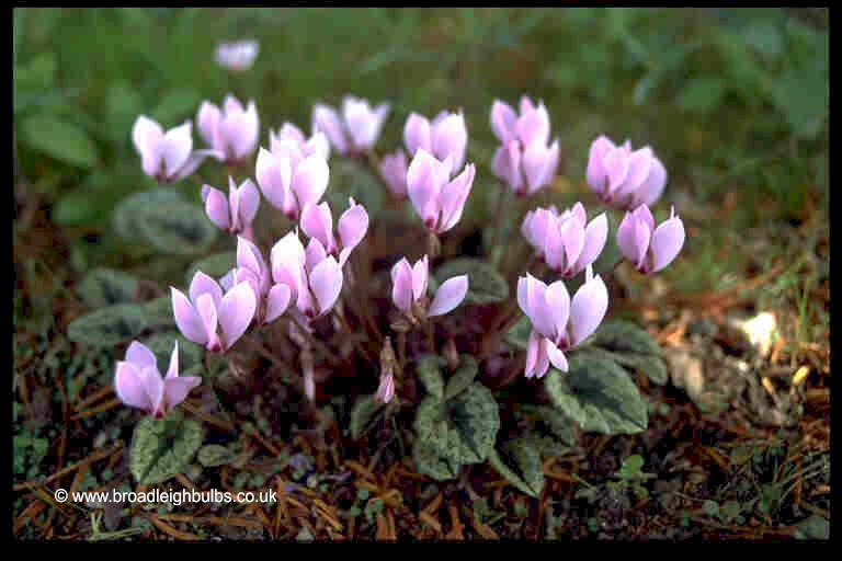 Cylcamen cilicium