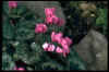 Cyclamen Coum