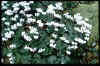 Cyclamen coum album