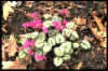 Cyclamen coum Pewter