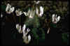 Cyclamen cyprium