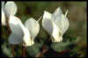 Cyclamen graecum album