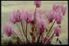 Cyclamen graecum