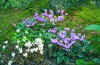 Clcyamen Hederifloium