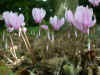 HEDERIFOLIUM (neapolitanum)