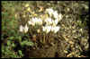 Cyclamen intaminatum