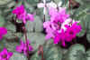 Cyclamen coum