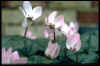 Cyclamen libanoticum