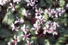 Cyclamen Maurice Dryden
