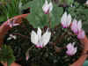 Cyclamen ROHLFSIANUM