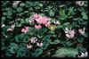 Cyclamen mirabile
