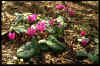 Cyclamen pseudibericum