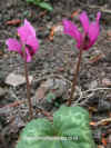 cycpurpurascens2.jpg (68653 bytes)