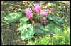 Cyclamen repandum