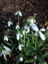 Galanthus Colossus