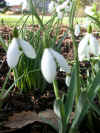 Galanthus Galatea