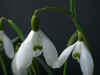 Galanthus Galatea
