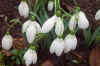 Galanthus “Mighty Atom”