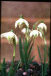 Galanthus Pusey Green Tip