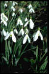 Galanthus Atkinsii