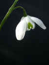 Galanthus Desdemona
