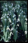 Galanthus elwesii