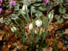 Galanthus Gracilis (graecus)