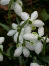 galanthus hillpoe.jpg 