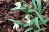 Galanthus Hill Poe