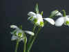 Galanthus Hippolyta