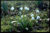 Galanthus ikariae lat.