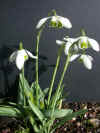 Galanthus Jaquenetta