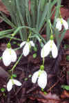 Galanthus John Gray