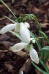 Galanthus Ketton