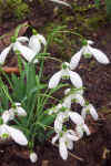 Galanthus Magnet