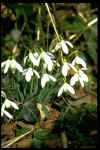 Galanthus nivalis