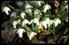 Galanthus nivalis plenus