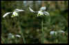Galanthus Ophelia